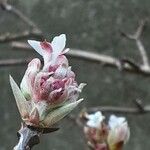 Viburnum × bodnantense Flor