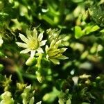 Aeonium balsamiferum Çiçek