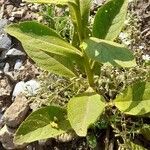 Verbascum thapsus List