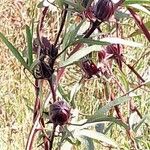 Hibiscus sabdariffa Fruto