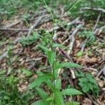 Cynoglossum germanicum Blodyn