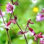 Silene pendula Συνήθη χαρακτηριστικά