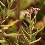 Athrixia rosmarinifolia Blüte