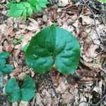Asarum caudatum Yaprak