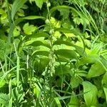 Polygonatum × hybridum ᱵᱟᱦᱟ