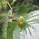 Corylopsis spicata ഫലം