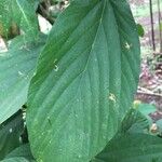 Flemingia strobilifera Blatt