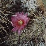 Echinocereus brandegeei