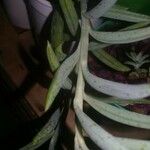 Senecio radicans Hoja