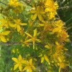 Hypericum perfoliatum Flor