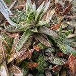 Gasteria obliqua ᱥᱟᱠᱟᱢ