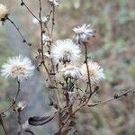 Erigeron acris Fruct