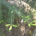 Abies balsamea 叶