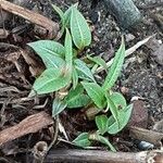 Bistorta amplexicaulis Leaf