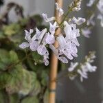 Plectranthus verticillatus Flower