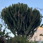 Euphorbia murielii Folha