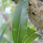 Calophyllum tacamahaca Leaf