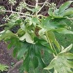 Fatsia japonica Leaf