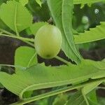 Azadirachta indica Vrucht