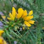 Ulex gallii Flower