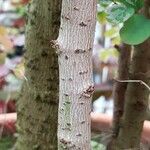 Breynia disticha кора