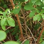 Spiraea trilobata Bark