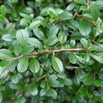 Cotoneaster integrifolius Blad