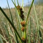 Cladium mariscus ফল