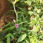 Tephrosia subtriflora Květ