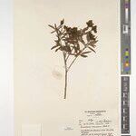 Eriosema ramosum Otro