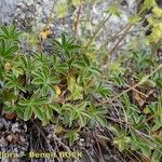 Alchemilla saxatilis Habit