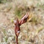 Serapias olbia Flor