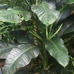 Dieffenbachia nitidipetiolataОблик