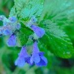 Nepeta racemosa Flower