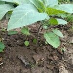 Datura innoxia Habit