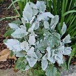 Salvia argentea 整株植物