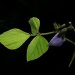 Neustanthus phaseoloides आदत