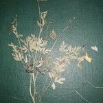 Corydalis sibirica Leaf