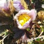 Anemone vernalis Floare