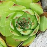 Sempervivum globiferum Folla