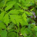 Phacelia bipinnatifida Folha