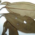 Miconia mirabilis Other