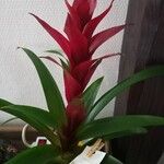 Guzmania monostachia Flower