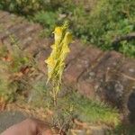 Linaria vulgarisFleur