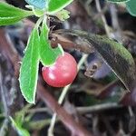 Arctostaphylos uva-ursi Fruto