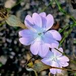 Eudianthe coeli-rosa Flower