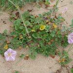 Calystegia soldanella অভ্যাস