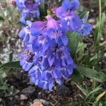 Penstemon speciosus Fiore