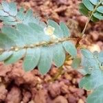 Phyllanthus niruri 花
