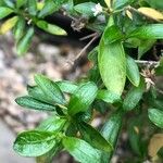 Serissa japonica Hoja